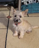 Girl 1, a female Cairn Terrier for sale in Navasota, TX – 1 of 4