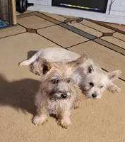 Girl 1, a female Cairn Terrier for sale in Navasota, TX – 2 of 4