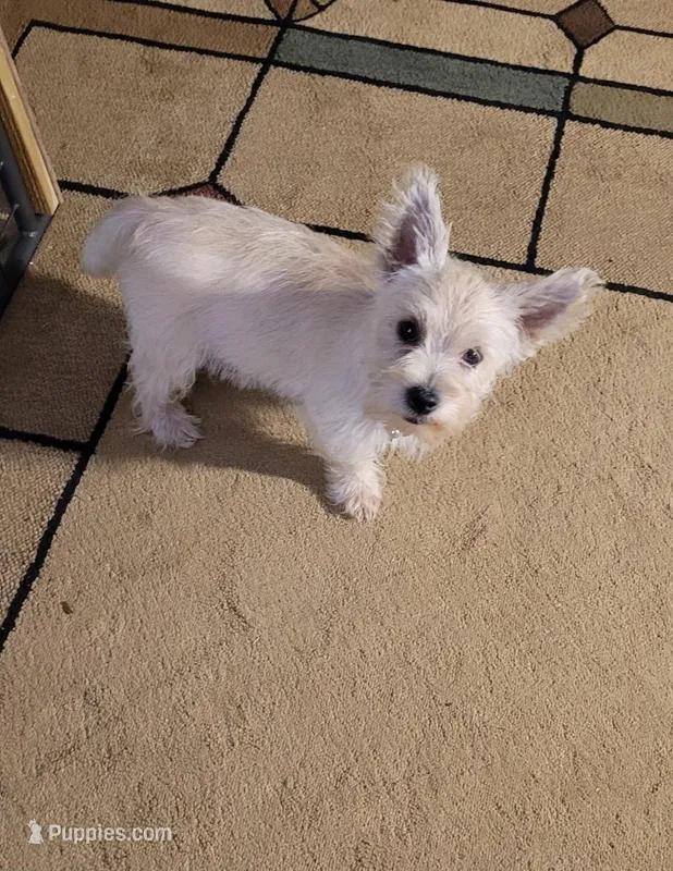 Girl 2 – Cairn Terrier puppy for sale in Navasota, TX