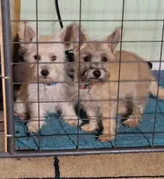 Girl 1, a female Cairn Terrier for sale in Navasota, TX – 4 of 4
