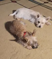 Girl 1, a female Cairn Terrier for sale in Navasota, TX – 3 of 4