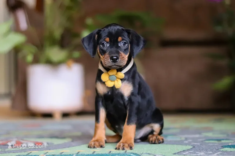 Daisy – Miniature Pinscher puppy for sale in Baltic, OH