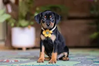 Daisy, a female Miniature Pinscher for sale in Baltic, OH – 1 of 5