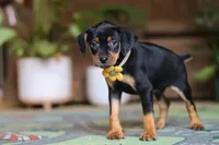 Daisy, a female Miniature Pinscher for sale in Baltic, OH – 2 of 5