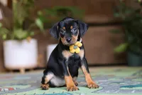 Daisy, a female Miniature Pinscher for sale in Baltic, OH – 3 of 5