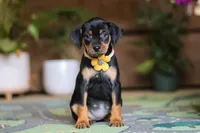 Daisy, a female Miniature Pinscher for sale in Baltic, OH – 4 of 5