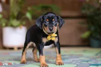 Daisy, a female Miniature Pinscher for sale in Baltic, OH – 5 of 5