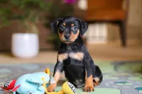 Sammy, a male Miniature Pinscher for sale in Baltic, OH – 8 of 9