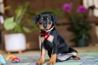 Sammy, a male Miniature Pinscher for sale in Baltic, OH – 3 of 9