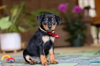 Sammy, a male Miniature Pinscher for sale in Baltic, OH – 5 of 9