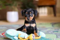 Sammy, a male Miniature Pinscher for sale in Baltic, OH – 7 of 9