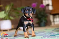 Sammy, a male Miniature Pinscher for sale in Baltic, OH – 6 of 9