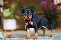 Sammy, a male Miniature Pinscher for sale in Baltic, OH – 4 of 9