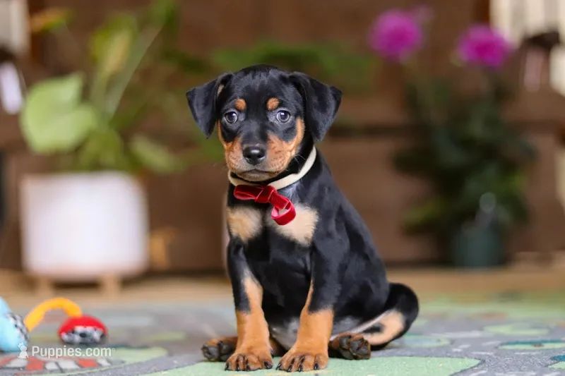 Sammy – Miniature Pinscher puppy for sale in Baltic, OH