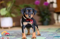 Sammy, a male Miniature Pinscher for sale in Baltic, OH – 9 of 9
