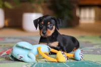 Sammy, a male Miniature Pinscher for sale in Baltic, OH – 2 of 9
