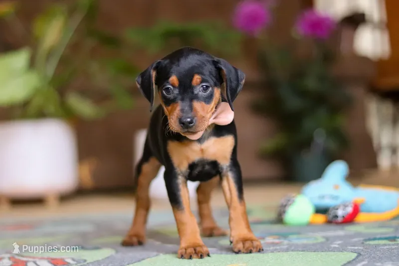 Tulip – Miniature Pinscher puppy for sale in Baltic, OH