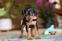 Tulip, a female Miniature Pinscher for sale in Baltic, OH – 1 of 6