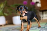 Tulip, a female Miniature Pinscher for sale in Baltic, OH – 6 of 6
