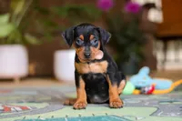 Tulip, a female Miniature Pinscher for sale in Baltic, OH – 2 of 6
