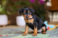 Tulip, a female Miniature Pinscher for sale in Baltic, OH – 4 of 6