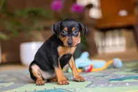 Tulip, a female Miniature Pinscher for sale in Baltic, OH – 5 of 6