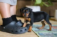 Tulip, a female Miniature Pinscher for sale in Baltic, OH – 3 of 6