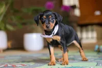 Lily, a female Miniature Pinscher for sale in Baltic, OH – 2 of 6
