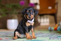 Lily, a female Miniature Pinscher for sale in Baltic, OH – 6 of 6