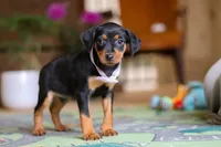 Lily, a female Miniature Pinscher for sale in Baltic, OH – 3 of 6