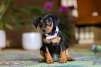 Lily, a female Miniature Pinscher for sale in Baltic, OH – 5 of 6