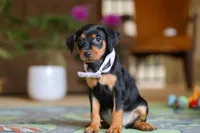 Lily, a female Miniature Pinscher for sale in Baltic, OH – 4 of 6