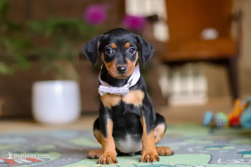 Lily – Miniature Pinscher puppy for sale in Baltic, OH