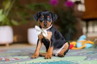Zoe, a female Miniature Pinscher for sale in Baltic, OH – 4 of 5
