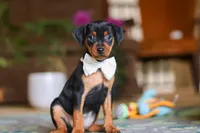 Zoe, a female Miniature Pinscher for sale in Baltic, OH – 3 of 5