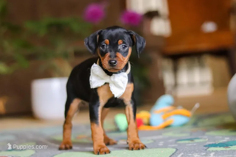 Zoe – Miniature Pinscher puppy for sale in Baltic, OH