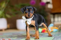 Zoe, a female Miniature Pinscher for sale in Baltic, OH – 2 of 5