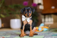Zoe, a female Miniature Pinscher for sale in Baltic, OH – 5 of 5