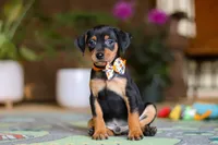 Ike, a male Miniature Pinscher for sale in Baltic, OH – 2 of 5