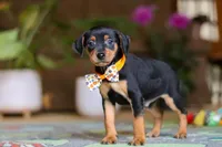 Ike, a male Miniature Pinscher for sale in Baltic, OH – 3 of 5