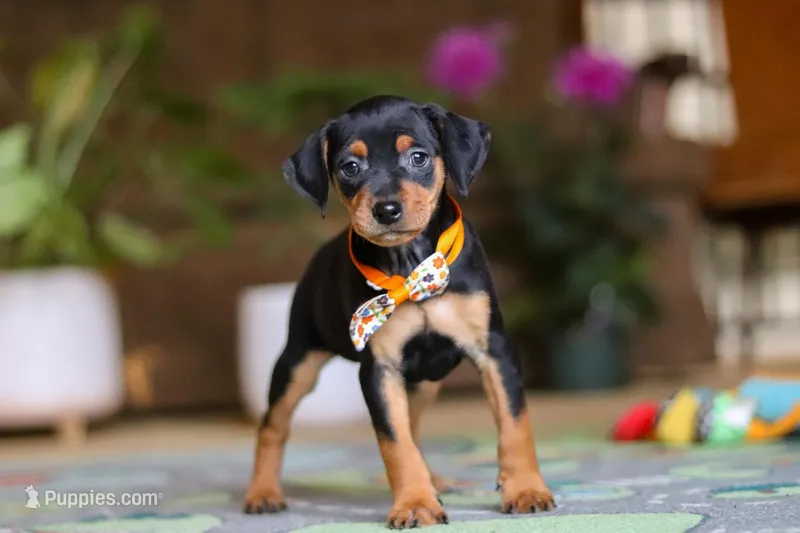 Ike, a male Miniature Pinscher for sale in Baltic, OH – 1 of 5
