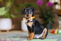 Ike, a male Miniature Pinscher for sale in Baltic, OH – 4 of 5