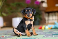 Ike, a male Miniature Pinscher for sale in Baltic, OH – 5 of 5