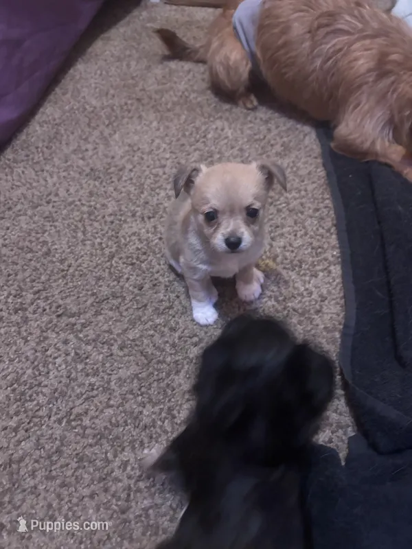 Izzy – Chihuahua, Pomeranian puppy for sale in Green Cove Springs, FL