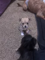Izzy, a female Chihuahua and Pomeranian for sale in Green Cove Springs, FL – 1 of 3