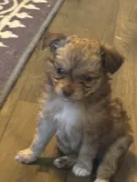 Percy , a male Chihuahua and Pomeranian for sale in Green Cove Springs, FL – 3 of 6