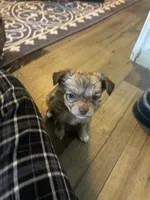 Percy , a male Chihuahua and Pomeranian for sale in Green Cove Springs, FL – 6 of 6