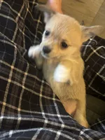 Izzy, a female Chihuahua and Pomeranian for sale in Green Cove Springs, FL – 3 of 3