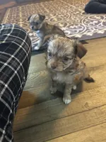 Percy , a male Chihuahua and Pomeranian for sale in Green Cove Springs, FL – 4 of 6