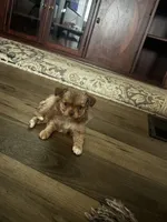 Percy , a male Chihuahua and Pomeranian for sale in Green Cove Springs, FL – 5 of 6